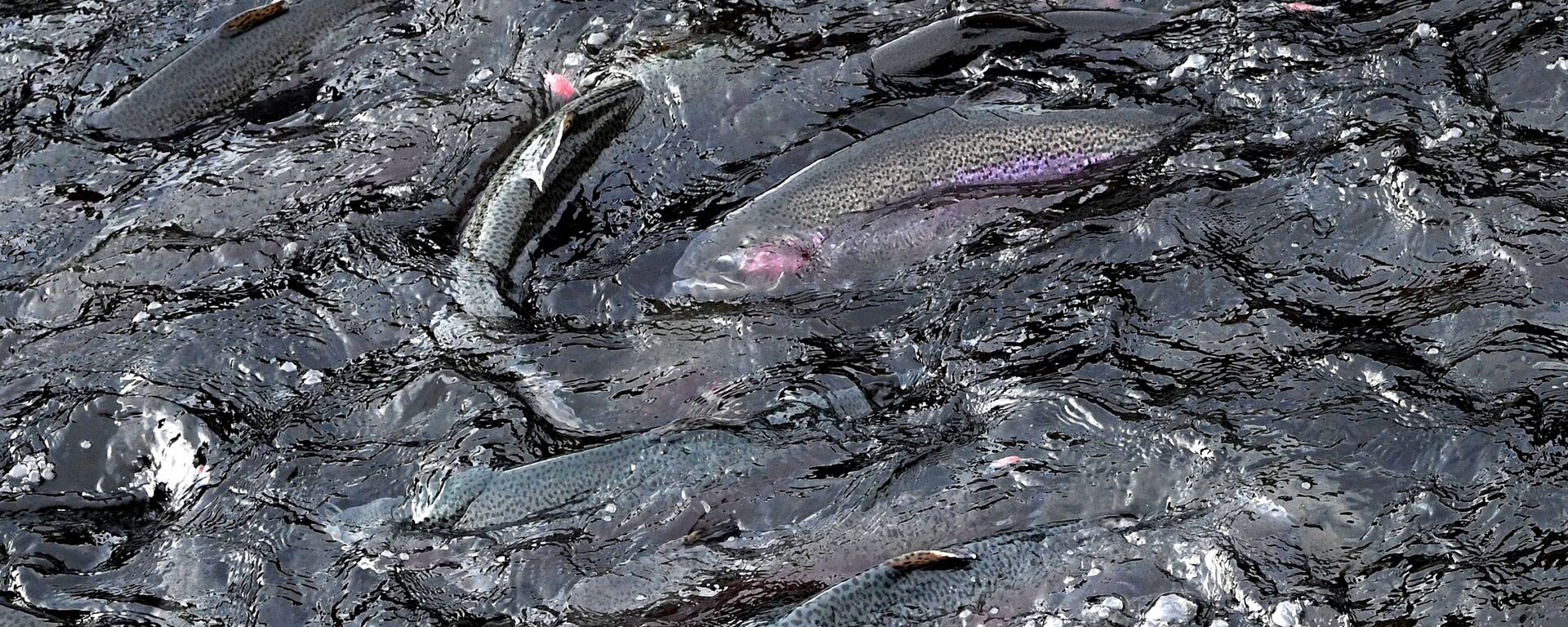 Рыбная ферма - Sputnik Южная Осетия, 1920, 09.09.2025