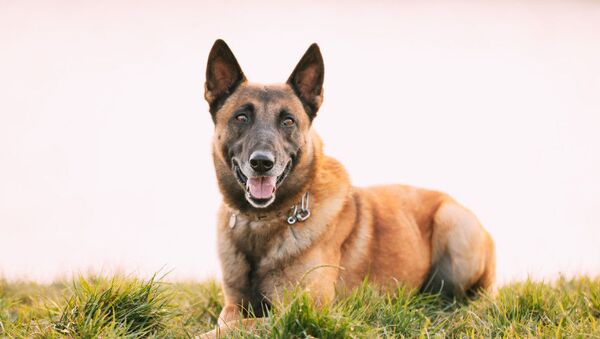  Поисково-спасательная собака стала звездой TikTok - видео - Sputnik Южная Осетия