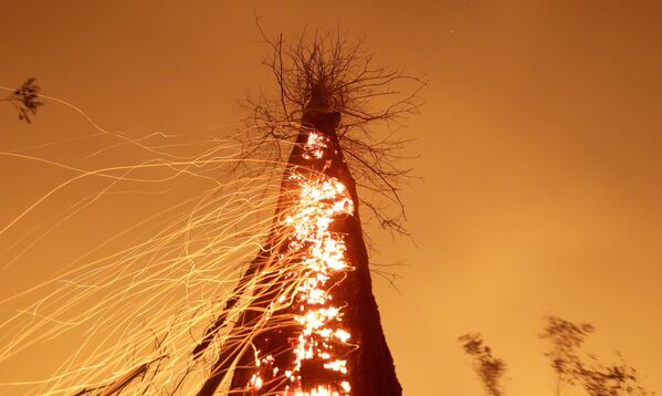 Горящее дерево в Бразилии - Sputnik Южная Осетия