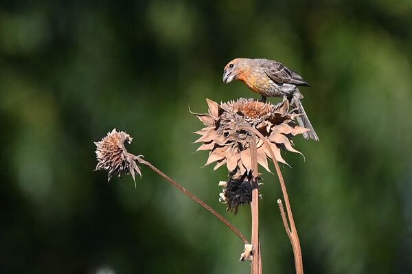 Птица на засохшем цветке в Калифорнии  - Sputnik Южная Осетия