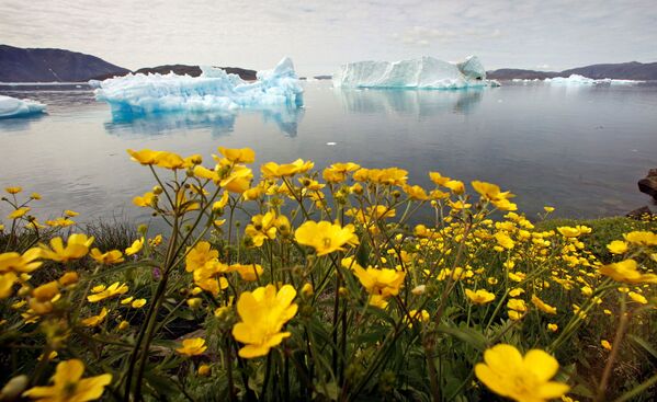Дикие цветы напротив айсбергов в Гренландии  - Sputnik Южная Осетия