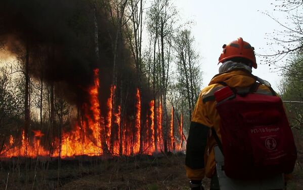 Сотрудник Авиалесоохраны во время тушения лесного пожара в Якутии - Sputnik Южная Осетия