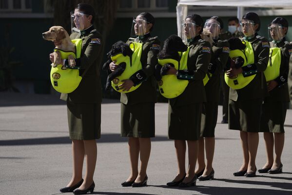 Полицейские представляют щенков для дрессировки во время церемонии в Национальной полицейской академии в Ла-Пасе, Боливия - Sputnik Южная Осетия