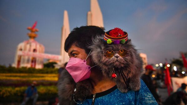 Кошка на плече протестующего во время демонстрации, призывающей к отставке премьер-министра Таиланда в Бангкоке - Sputnik Южная Осетия