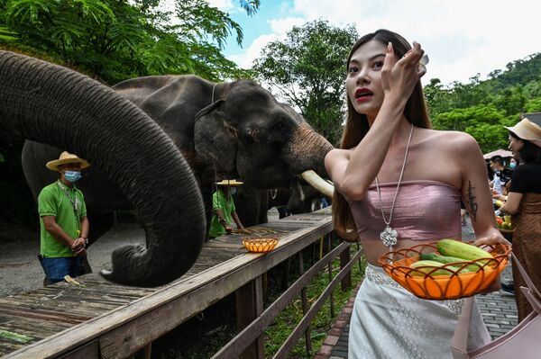 Девушка кормит слонов в Долине диких слонов, природном заповеднике для диких слонов, в провинции Юньнань на юго-западе Китая - Sputnik Южная Осетия