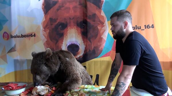 Медведь из Саратова стал звездой соцсетей - 26 миллионов просмотров в ТикТок - Sputnik Южная Осетия