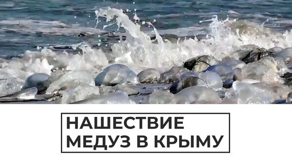 Нашествие медуз в Крыму - Sputnik Южная Осетия