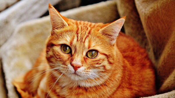 Рыжий кот - Sputnik Южная Осетия