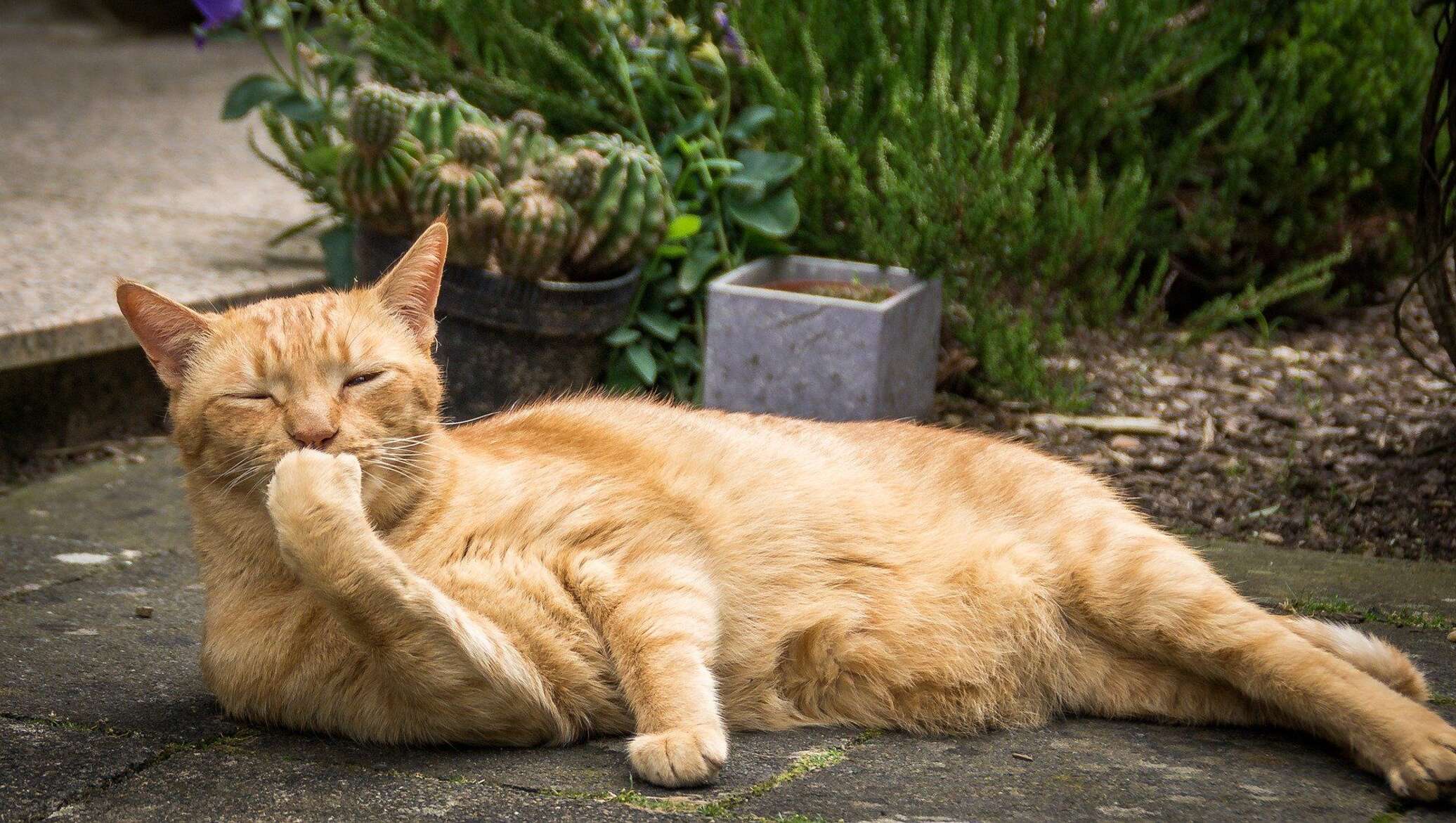 Кошка лежала. Кошка лежит. Лежачий кот. Рыжий кот лежит. Кошка валяется.