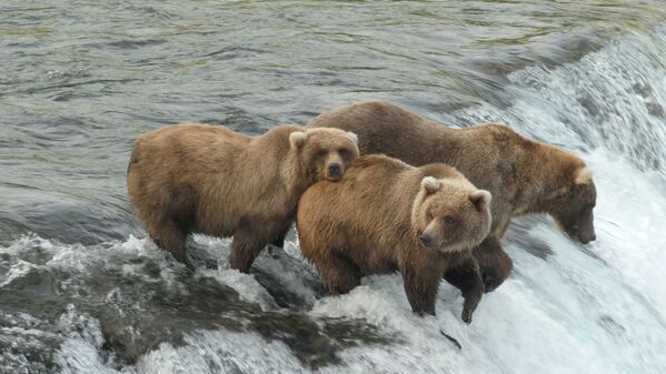 Бурые медведи в ​​Национальном парке и заповеднике Катмай на Аляске, США - Sputnik Южная Осетия
