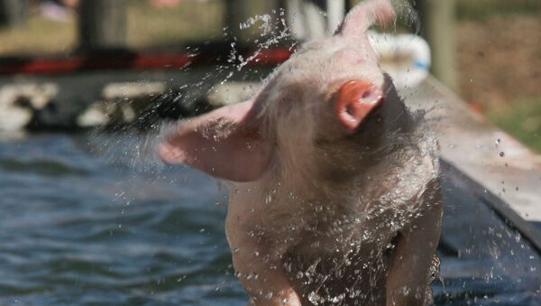 Свинья отряхивается после купания - Sputnik Южная Осетия