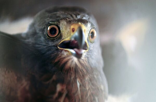 A roadside hawk (Rupornis magnirostris) is photographed after undergoing a feather transplant on its wings, at the veterinary clinic of the Ministry of the Environment, in San Salvador, on September 11, 2020. - Many species, found by people or seized by the Environmental Police, are taken to the clinic where the team of vets is responsible for their recovery to then reintegrate them into their respective habitats.  - Sputnik Южная Осетия