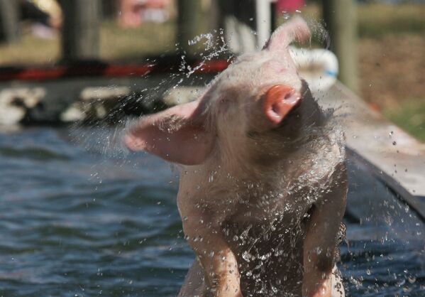A pig emerges from a swim across a trough of water in a race on Sunday, Oct. 20, 2013, at Southern Belle Farm in McDonough Ga. The event is one of the highlights at the farm that features hay rides, corn mazes and other other attractions.  - Sputnik Южная Осетия