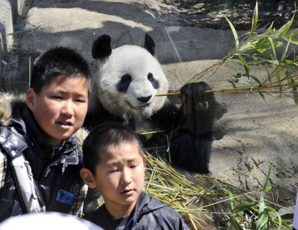 Japanese boys smile before Shin Shin, a giand female panda eating bamboo at Tokyo's Ueno Zoo on April 1, 2011. A pair of pandas, leased from China, arrived at Ueno Zoo on February 21, and are now displayed to the public after the zoo closed following the March 11 earthquake and tsunami disaster.  - Sputnik Южная Осетия