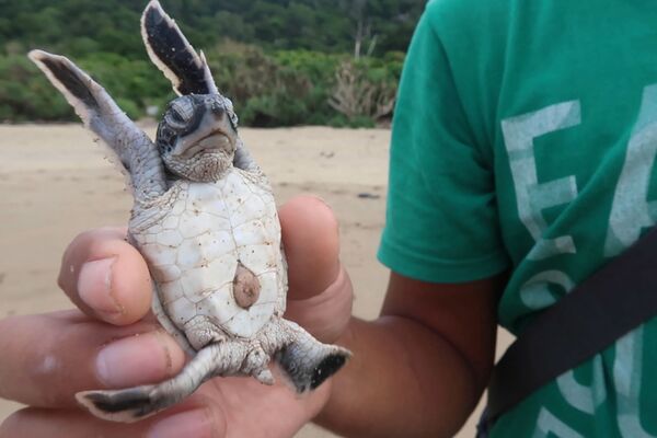 This picture taken on December 2, 2020 shows a conservation ranger holding a baby sea turtle while explaining its circle of life after being released on a beach in Sukamade, Meru Betiri National Park in East Java. - Six of the world's seven turtle species can be found in Indonesia, an archipelago of more than 17,000 islands and home to a dizzying array of exotic wildlife. - Sputnik Южная Осетия
