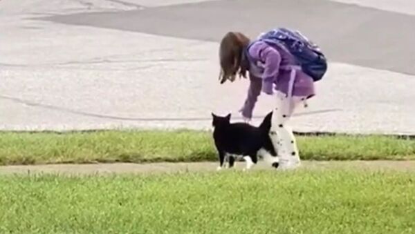 Самый заботливый друг: кот каждый день провожает маленькую хозяйку в школу - Sputnik Южная Осетия
