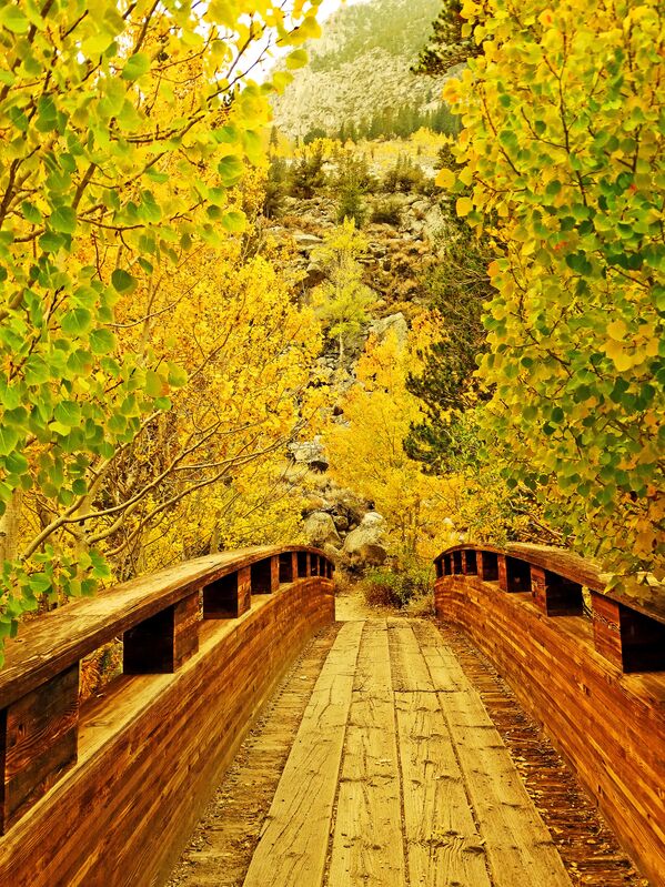 Осенняя листва на мосту в штате Калифорния.  - Sputnik Южная Осетия