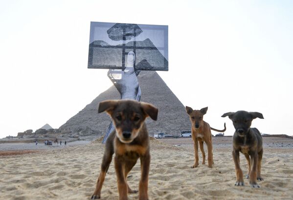 Щенки напротив инсталляции на выставке Forever Is Now у пирамид Гизы в Египте - Sputnik Южная Осетия