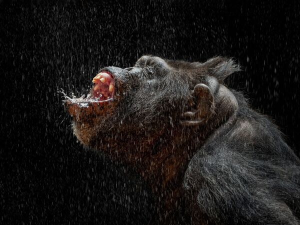 Снимок Zoontology перуанского фотографа Pedro Jarque Krebs, занявший 1 место в категории Nature/Wildlife в конкурсе International Photography Awards 2021 - Sputnik Южная Осетия