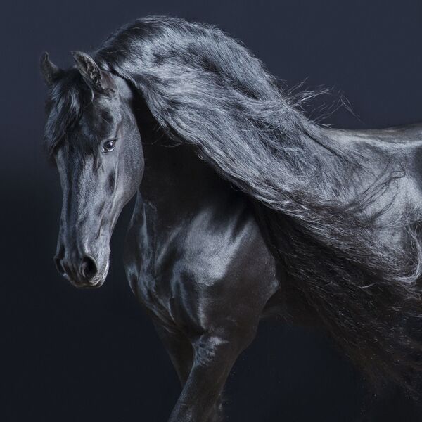 My project 'beyond horses' is an ongoing photo project. Where I am fascinated by baroque Friesian stallions. In this series I work with the horses in a studio setting. where I have encounters with real personalities and their emotions. - Sputnik Южная Осетия