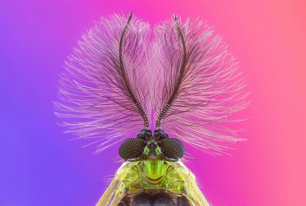 Снимок Insects испанского фотографа  Pedro Luis Ajuriaguerra Saiz, занявший 3-е место в категории Nature/Macro в конкурсе International Photography Awards 2021 - Sputnik Южная Осетия