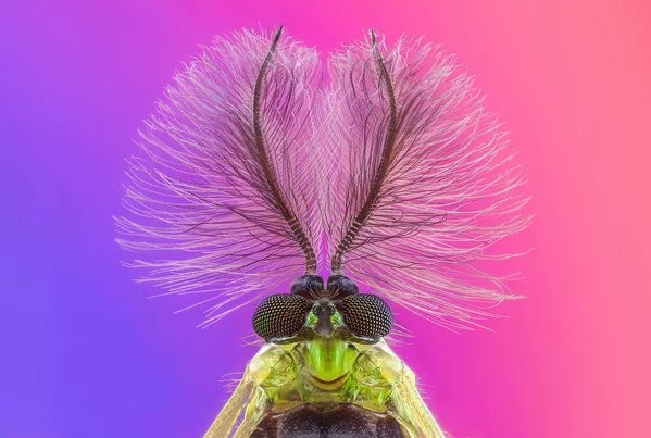 Снимок Insects испанского фотографа  Pedro Luis Ajuriaguerra Saiz, занявший 3-е место в категории Nature/Macro в конкурсе International Photography Awards 2021 - Sputnik Южная Осетия