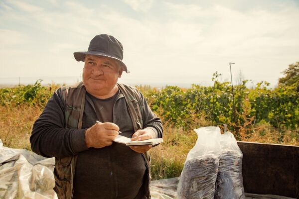 Альберт Хубулов работает на виноградниках Анатолия Гояева - Sputnik Южная Осетия