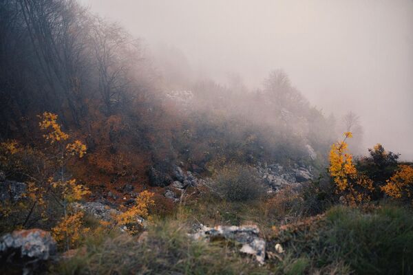 Яркие краски осени приглушил мягкий молочный туман - Sputnik Южная Осетия