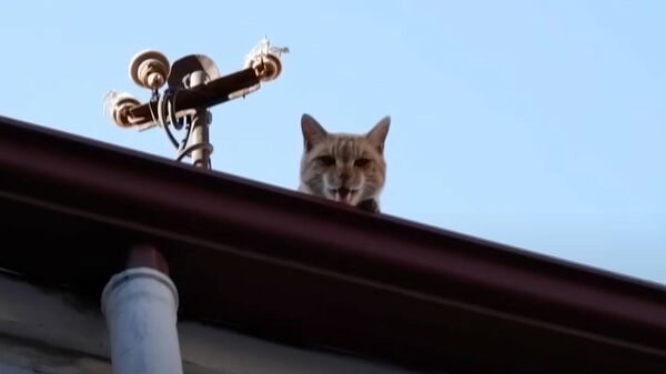 В турецком городе Чорум кот четыре года живет на крыше - Sputnik Южная Осетия