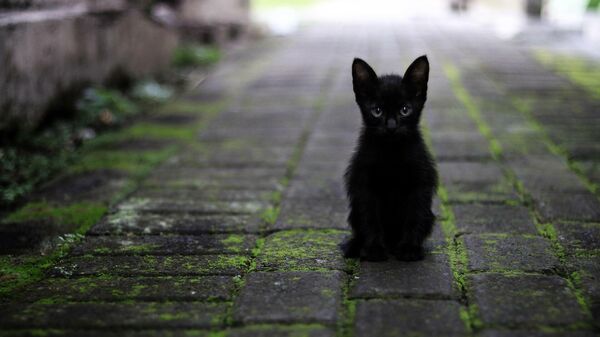Черный кот - Sputnik Южная Осетия