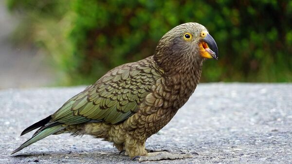 В Новой Зеландии попугай украл у туристов камеру - Sputnik Южная Осетия