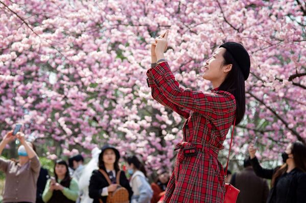 Девушка фотографирует цветущую вишню в китайском городе Нанкин - Sputnik Южная Осетия
