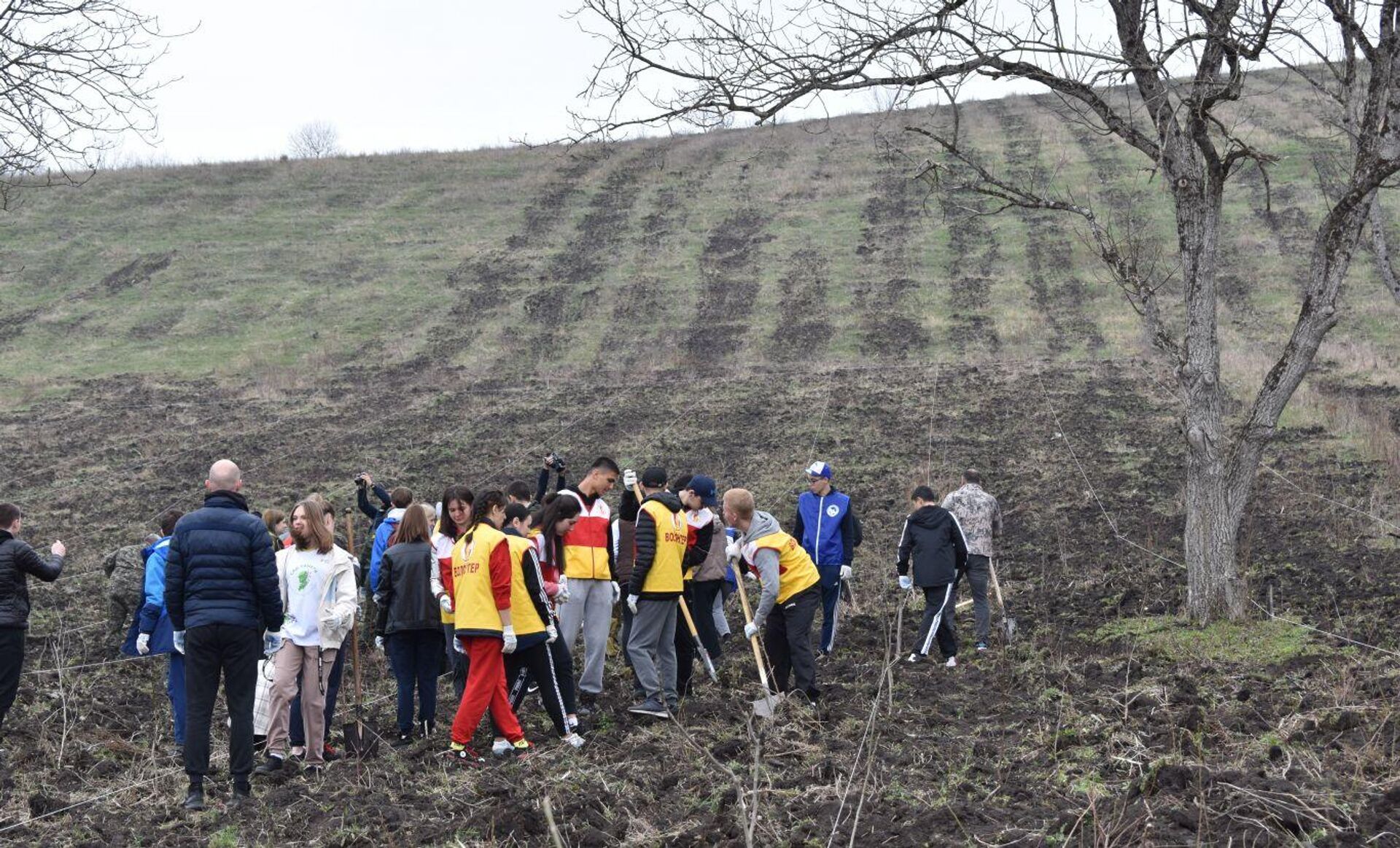 В Северной Осетии высадили миллионное дерево и 2000 саженцев ореха грецкого в рамках акции Сад памяти - Sputnik Южная Осетия, 1920, 08.04.2022
