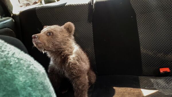 Двухмесячного медвежонка передали егерю - Sputnik Южная Осетия