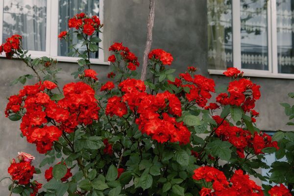 Почти у каждого дома можно увидеть розы самых разных оттенков. - Sputnik Южная Осетия