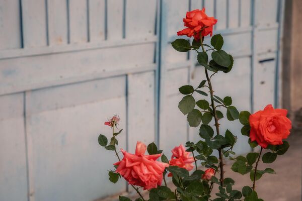 Роза - один из самых любимых цветов в разных уголках мира. - Sputnik Южная Осетия