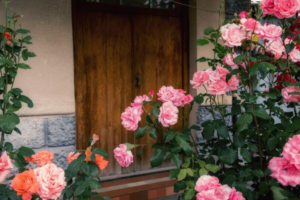 Южная Осетия - не исключение, уже весной в Цхинвале расцветают розовые кусты. - Sputnik Южная Осетия
