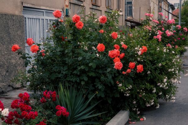Розы на улицах Цхинвала - Sputnik Южная Осетия