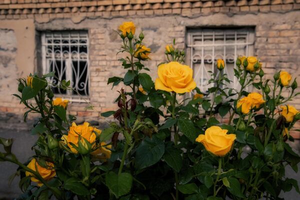 В Англии желтые розы дарят, чтобы признаться в сильных чувствах. - Sputnik Южная Осетия