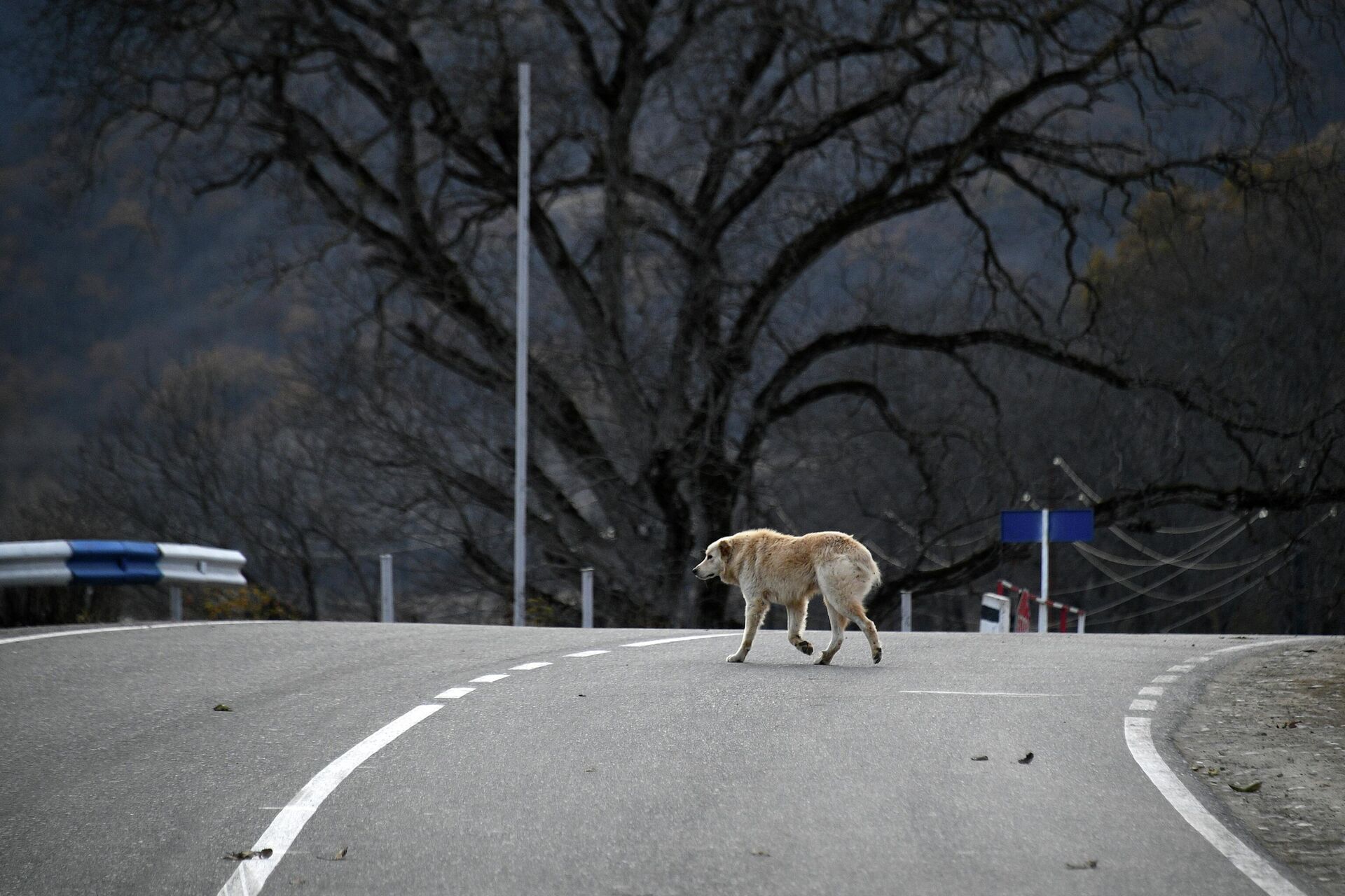 Собака на автомобильной дороге - Sputnik Южная Осетия, 1920, 27.09.2023