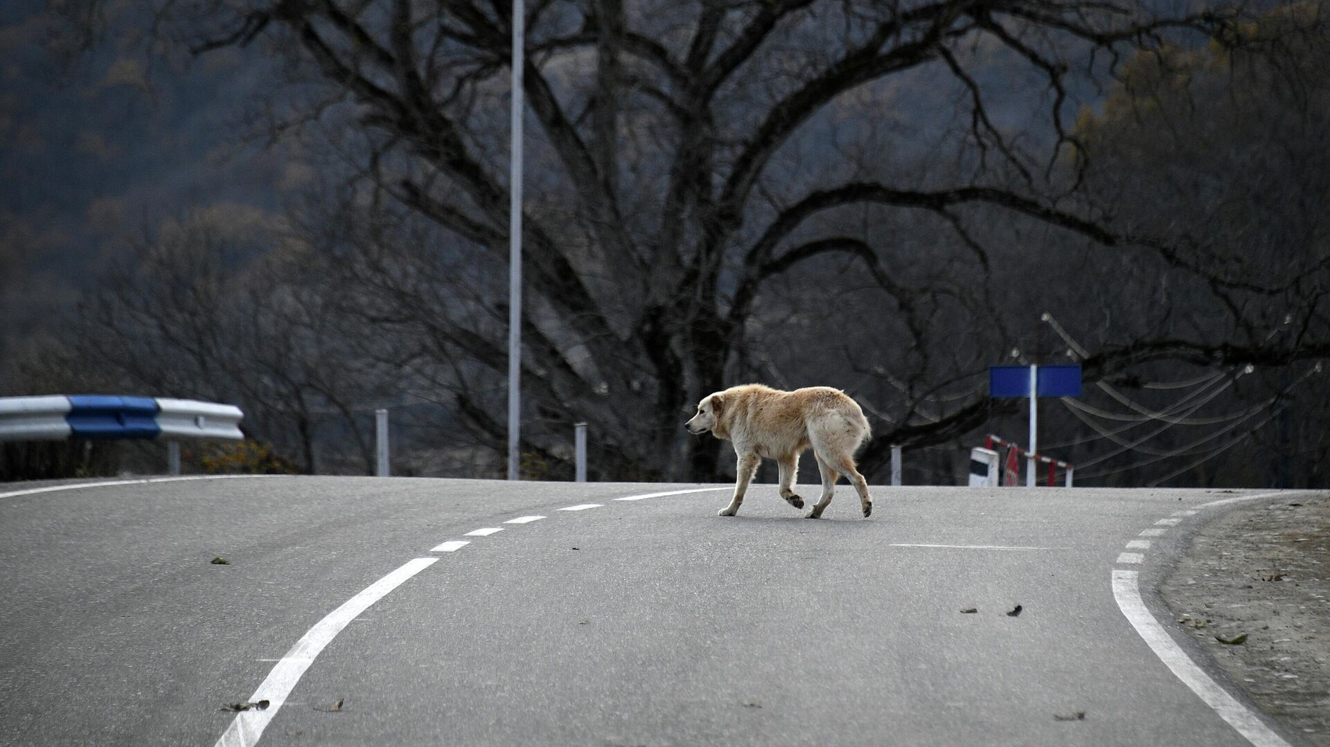Собака на автомобильной дороге - Sputnik Южная Осетия, 1920, 17.06.2022