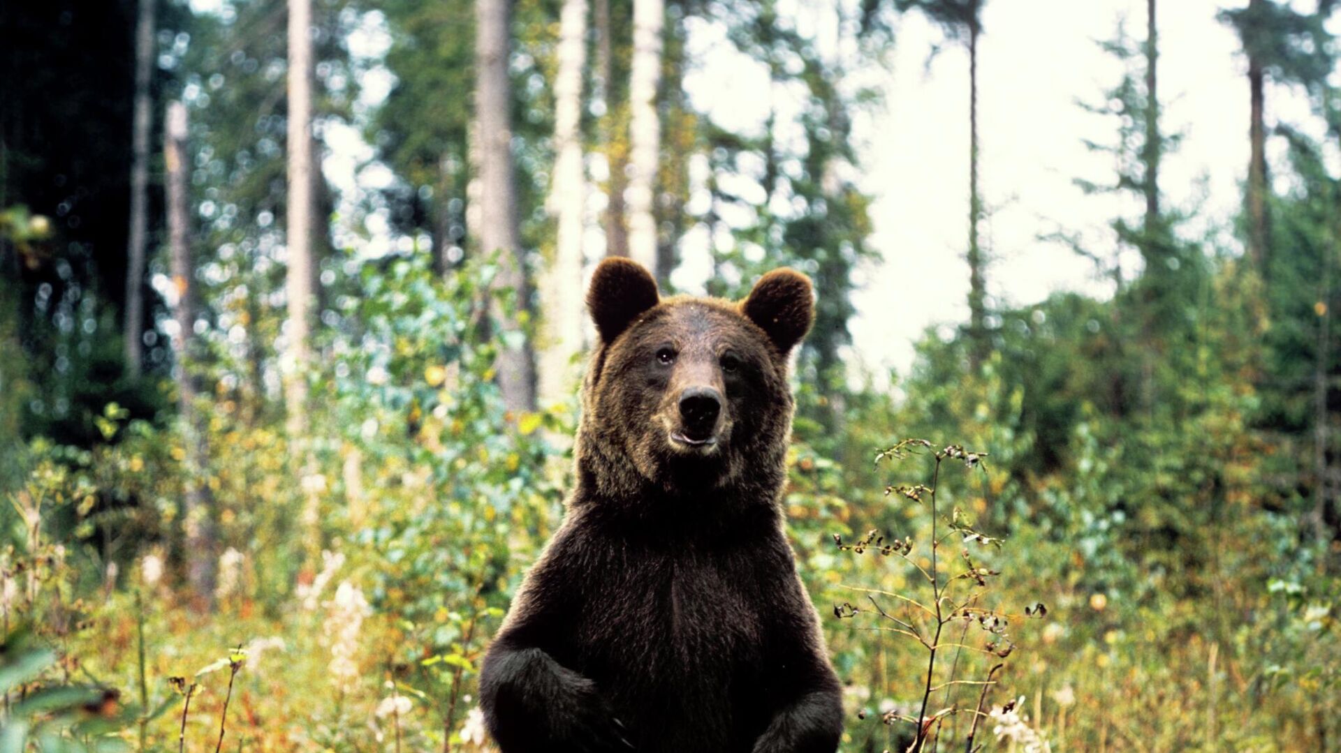Бурый медведь в Центральном лесном заповеднике в Калининской области. - Sputnik Южная Осетия, 1920, 05.07.2022