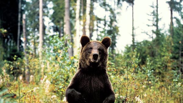 Бурый медведь в Центральном лесном заповеднике в Калининской области. - Sputnik Южная Осетия