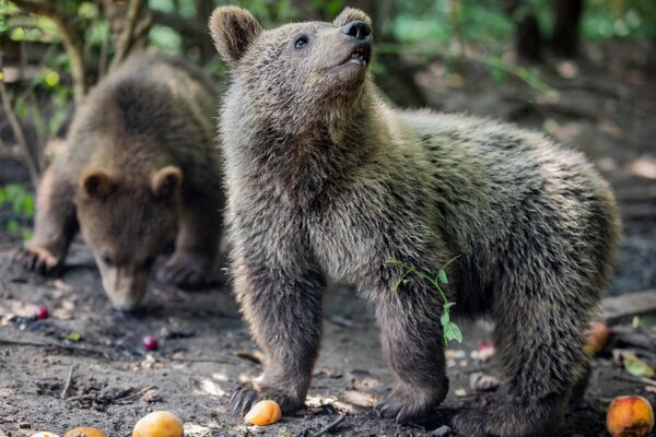 В ближайшие дни медвежат отпустят в дикую природу. - Sputnik Южная Осетия