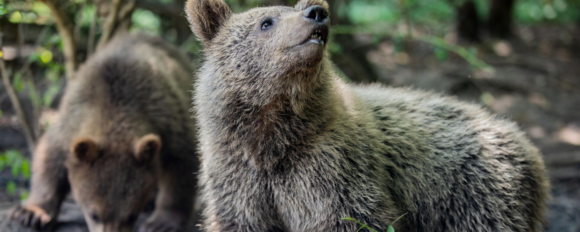 Медвежата в вольере - Sputnik Южная Осетия, 1920, 18.02.2025