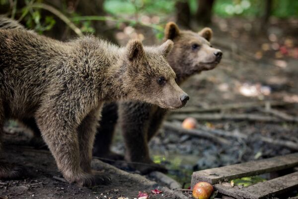 Вольер начали строить в начале мая. Место для адаптации медвежат выбрали в очень живописной зоне заповедника. - Sputnik Южная Осетия
