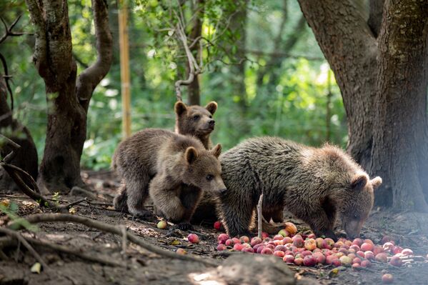 Медвежата в вольере на территории заповедника. 28 июля  - Sputnik Южная Осетия