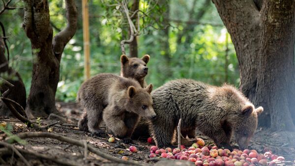 Медвежата в вольере - Sputnik Южная Осетия