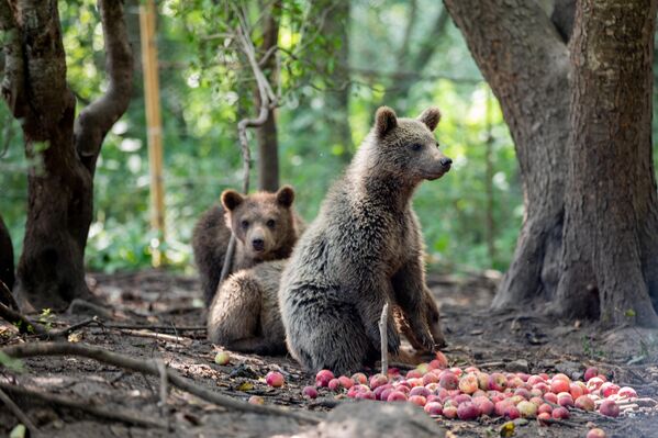 Возможно, медвежата являются потомством и не одной медведицы.  - Sputnik Южная Осетия