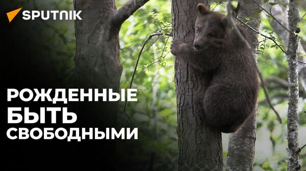 Как живут и готовятся к взрослой жизни медведи-сироты в Южной Осетии - Sputnik Южная Осетия